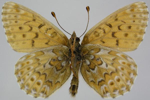 Photo of Boloria astarte distincta by Norbert Kondla